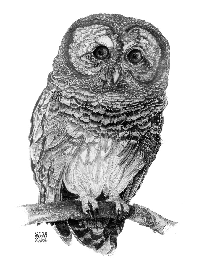 Barred Owl lightcopyright