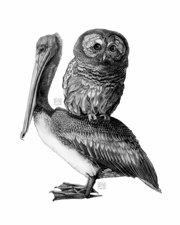 liquifypelicanandowl copyright