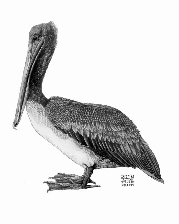 pelican head copyright