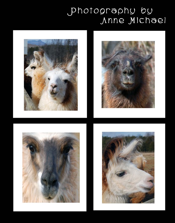 portrait photography69