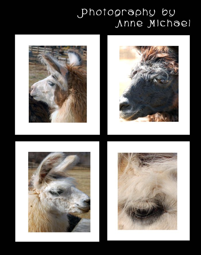 portrait photography70