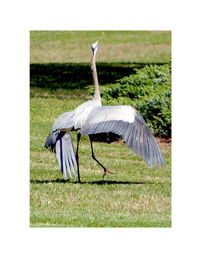 blue heron copyright1