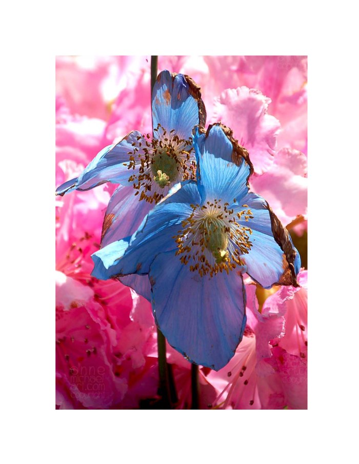 buchart gardens blue flower copyright