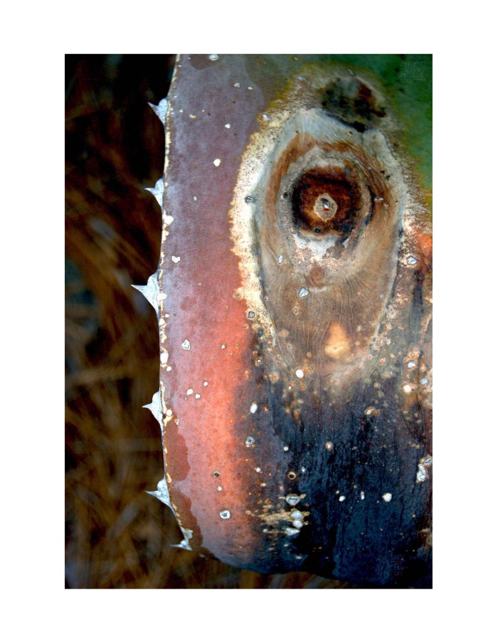 century plant hilton head 2 copyright