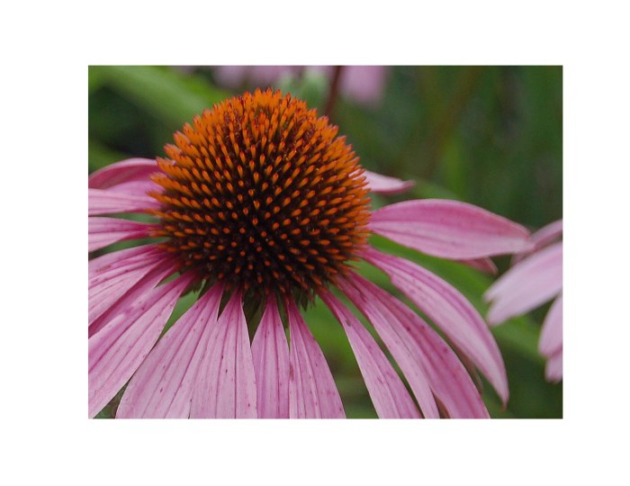 close up of flower copyright