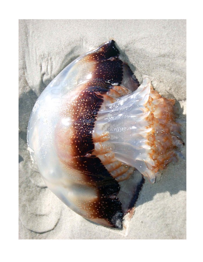 jellyfish and footprint copyright 1
